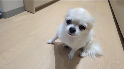 야바 - [클립]킴성태랑 8키로 산책하고 피곤한 성아