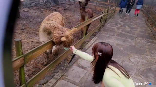 [01/14]엔돌핀 여행[제주3일차 알파카 바다다 정소다님 나송]